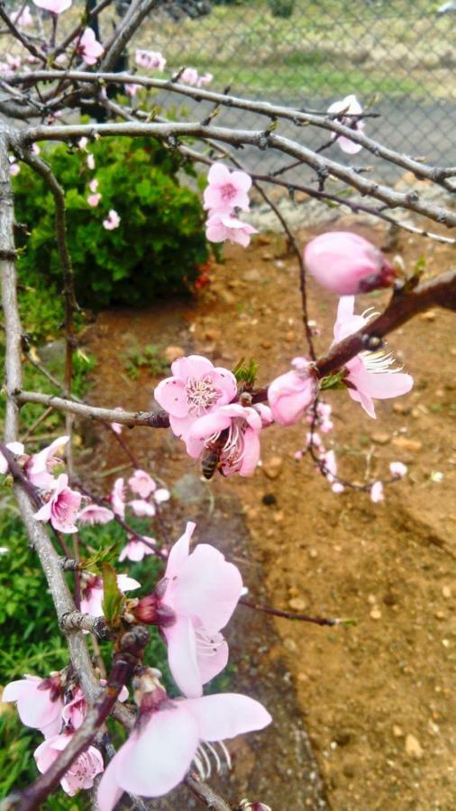 Garafía El Limonero 게스트하우스 외부 사진